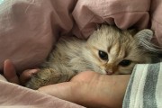 三个月小猫的科学饮食（喂养三个月小猫的关键食物及注意事项）