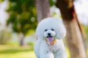 寻找理想的宠物伴侣——安静的狗狗（从性格到品种，了解如何选择适合自己的安静狗狗）