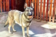 狼青幼犬呕吐血的病因及治疗方法（了解狼青幼犬呕吐血的常见原因和预防措施）
