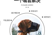 狗狗戴嘴罩散热技巧（如何让狗狗戴嘴罩不中暑？）