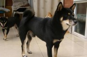 纯种柴犬的特征及魅力（纯种柴犬的体型、毛色、性格、智力与训练、适应能力等特征分析）