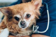狗狗打完疫苗后的注意事项（宠物健康保障，必知必做！）