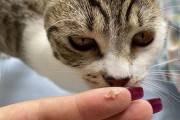 蓝猫换牙期如何合理饮食（宠物蓝猫、牙齿、健康、营养、成长）