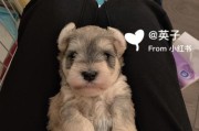 长期喂食罐头对雪纳瑞有害吗？（探究罐头食品对宠物犬健康的影响）