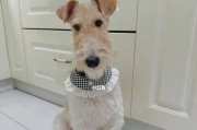 如何应对宠物感冒？（以刚毛猎狐梗为例，学会正确护理）
