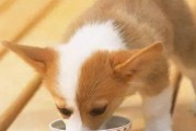 狗狗不吃东西怎么办？（教你如何应对宠物生病不吃饭的问题）