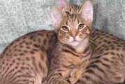 喵星人的好伙伴——奥西猫饲养指南（了解奥西猫的习性，让你成为合格的猫奴）