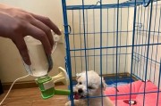 比熊犬为什么一直咳嗽？（探究犬只长期咳嗽的原因和对策）
