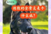 探索德牧腿上皮肤病的原因和治疗方法（德国牧羊犬皮肤问题的挑战及解决方案）