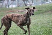 探索以格力犬最快的体型之谜（解密以格力犬速度极限的因素及其关键特征）