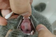 猫口炎（探究猫口炎的原因、症状及治疗方法）