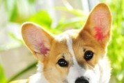 以精力比较旺盛的狗狗不好养（为什么会有些狗狗更难养呢？——从精力的角度探究）