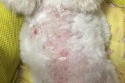 比熊犬皮肤病的常用药物治疗方法（探讨比熊犬皮肤病的治疗药物及其效果）