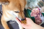哈士奇没有狗粮吃怎么办？（应对哈士奇没有狗粮的情况及替代饮食方案）