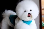 比熊犬休克的原因和治疗（揭秘比熊犬休克背后的隐患及其有效治疗方法）