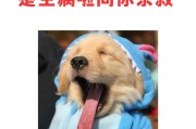狗狗晚上咳嗽的原因及治疗方法（探究狗狗晚上咳嗽的种种原因以及如何有效治疗）