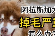 探索阿拉斯加退毛的奇妙持续之旅（解密阿拉斯加退毛的时间、原因和影响）