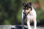如何科学地饲养捕鼠梗犬（科学的饲养方法让捕鼠梗犬更健康）