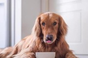 为什么腊肠犬喜欢吃便便？（探究腊肠犬口爱吃便便的原因及如何预防。）