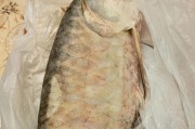 运用正确的方法饲养龙鱼，打造完美的饲养环境（龙鱼饲养的关键要素及技巧，助您成为合格的龙鱼饲养者）