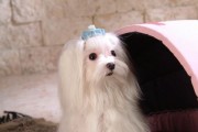 如何为马尔济斯犬剪毛？（简单易学的马尔济斯犬剪毛技巧）