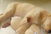 狗狗最喜欢的睡眠伴侣——探索不同的睡眠选择（舒适而安全的睡眠环境是狗狗健康成长的关键）
