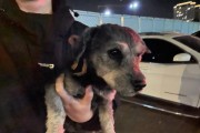 狗的直觉使其不容易走丢（探寻狗狗迷路能力的关键因素）