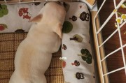 如何训练狗狗上厕所（以宠物为主，轻松学习养成良好习惯）