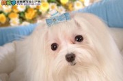 以马尔济斯犬补充营养指南（宠物主人必看的马尔济斯犬营养指导）