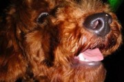 如何挑选品相好的泰迪犬？（三招教会你挑出优秀的泰迪）