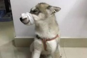 如何训练哈士奇叼东西？（宠物爱好者必读的哈士奇训练技巧）