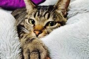 宠物养护必知！以猫爪必须在上原则详解（掌握猫咪的习惯，给它提供一个舒适的家）