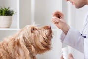 宠物幼犬第一次驱虫的必要性（为什么需要给幼犬驱虫？驱虫时间和方法是什么？）