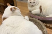 猫咪为什么会变得那么肥？（探究猫咪肥胖的原因和解决办法）