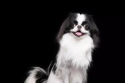 如何为宠物犬清洁准备以保持健康？（教你为冠毛犬进行清洁前的准备，让它们更加健康。）