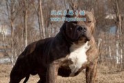 科学合理的比特犬训练（以宠物为主，打造优秀工作犬）
