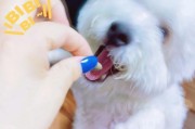 生病的宠物该如何正确喂药（教你轻松应对宠物生病时的用药问题，让爱宠早日康复）