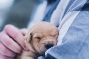 给宠物狗注射疫苗的注意事项（保护你的爱犬健康，预防疾病）