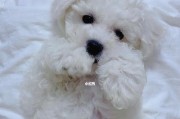 探究比熊犬突然咬人的原因