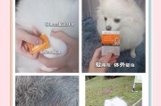 狗狗体外驱虫后多久可以舔？（宠物狗狗体外驱虫注意事项及相关时限）