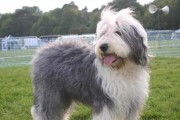 古代牧羊犬毛发护理全攻略（宠物爱好者必看，轻松学会如何呵护你的古代牧羊犬）