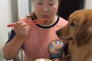 如何纠正金毛抢食挑食问题？（宠物训练的关键技巧与方法）