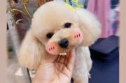 犬云时尚（从嘉年华到高定，狗狗的时尚潮流一览）