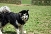 养阿拉斯加犬的优点与建议（了解阿拉斯加犬的优势，为你的家庭增添快乐和活力）