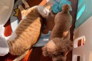 家里同时养猫狗，如何相处和管理？（从宠物选择到生活细节，教你成为合格的“猫狗二合一”主人）