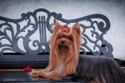 以梗类犬易患疾病的研究与预防（探索梗类犬疾病的发病原因和预防措施）