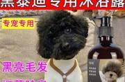 如何正确给贵宾犬洗澡（专业的宠物洗澡技巧与步骤）