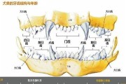 狗狗剪牙齿的正确方法（以什么方式给狗狗剪牙齿？/如何正确地剪狗狗的牙齿？）