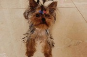如何训练幼犬拉尿（有效的方法让你的幼犬学会定点排尿）