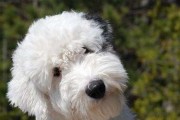 古代英国牧羊犬饲养秘籍——从饲料到训练